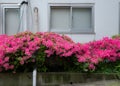 Azalea in the street in Tokyo, Japan