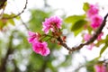 Azalea tree Royalty Free Stock Photo