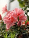Azalea tree. Royalty Free Stock Photo