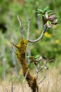 Azalea tree covered in moss at Horton plains national park