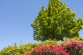 Azalea and trident maple Royalty Free Stock Photo