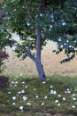 Azalea with white flowers. Royalty Free Stock Photo