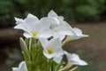 Azalea white flowers Royalty Free Stock Photo
