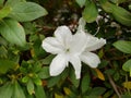 Azalea, white flowers Royalty Free Stock Photo