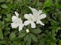 Azalea, white flowers Royalty Free Stock Photo