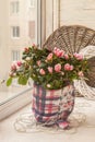 Azalea on the window decorated with a decorative snowflake for w Royalty Free Stock Photo