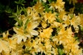 Azalea yellow flowers