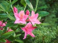 Azaleas in bloom.