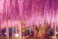 Wisteria at Ashikaga Flower Park 2023