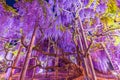 Wisteria at Ashikaga Flower Park 2023