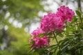 Azaleas Royalty Free Stock Photo