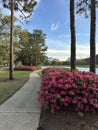 Azaleas blooming in the Florida panhandle