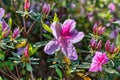 Azaleas blooming in a garden.