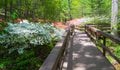 Azaleas Blooming in a Mountain Park