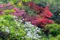 Azaleas Blooming in a Mountain Park