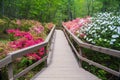 Azaleas Blooming in a Mountain Park Royalty Free Stock Photo