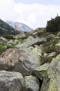 Azaleas between boulders in Austria mountains, Tyr Royalty Free Stock Photo