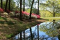 Azaleas at Callaway Gardens