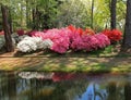 Azaleas at Callaway Gardens