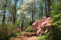 Azaleas at Callaway Gardens