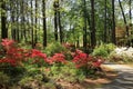 Azaleas at Callaway Gardens Royalty Free Stock Photo