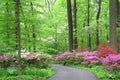 Azaleas and dogwood bloom in forest understory