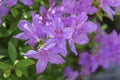 Azaleas flowers