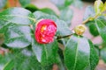 Azaleas, flowers blooming in spring. Flowering of various azaleas in the greenhouse. Blooming red azalea flowers close-up Royalty Free Stock Photo