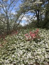 Azaleas in full bloom during Spring time