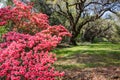 Azaleas and Live Oak Trees South Carolina Royalty Free Stock Photo