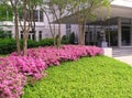 Azaleas at Office Building