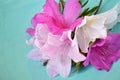 Azaleas in pink and blue background