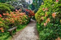 Azaleas and Rhododendron trees in bloom Royalty Free Stock Photo