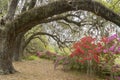 Azaleas in Spring Bloom Beneath Live Oaks Near Charleston, SC