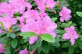 Azaleas in springtime. Blooming pink azalea flowers close-up in a botanical garden. Royalty Free Stock Photo