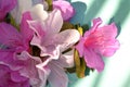 Azaleas in the sun against a blue background