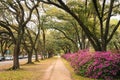 Azaleas and trees along a path at Rice University, Houston, Texas