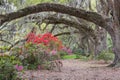 Azaleas Under Arched Live Oak Tree SC Royalty Free Stock Photo