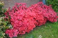 Azaleas were in full bloom everywhere, close-up of lush azalea blooms Royalty Free Stock Photo