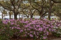 Azaleas White Point Garden Charleston SC Royalty Free Stock Photo