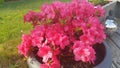 Azalee Flower Pink Garden Royalty Free Stock Photo
