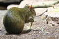 Azara agouti