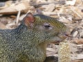Azara agouti looking out at the world
