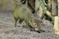 Azara agouti Royalty Free Stock Photo