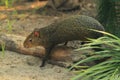 Azara's agouti Royalty Free Stock Photo