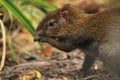 Azara's agouti