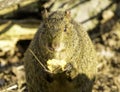 Azara's Agouti Royalty Free Stock Photo