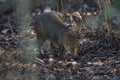 Azara`s agouti ,Dasyprocta azarae, Royalty Free Stock Photo