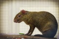 Azara`s agouti, Dasyprocta azarae from the family Dasyproctidae, jungle gardeners Royalty Free Stock Photo