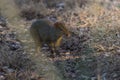 Azara`s agouti ,Dasyprocta azarae, Royalty Free Stock Photo